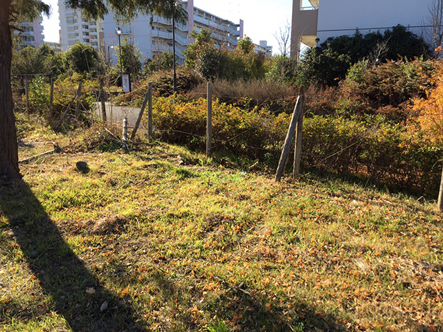 きれいな芝が露出し感激もひとしお